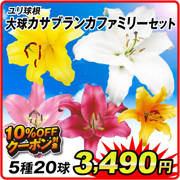 大球カサブランカファミリーセット