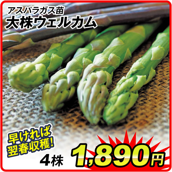 大株ウェルカム