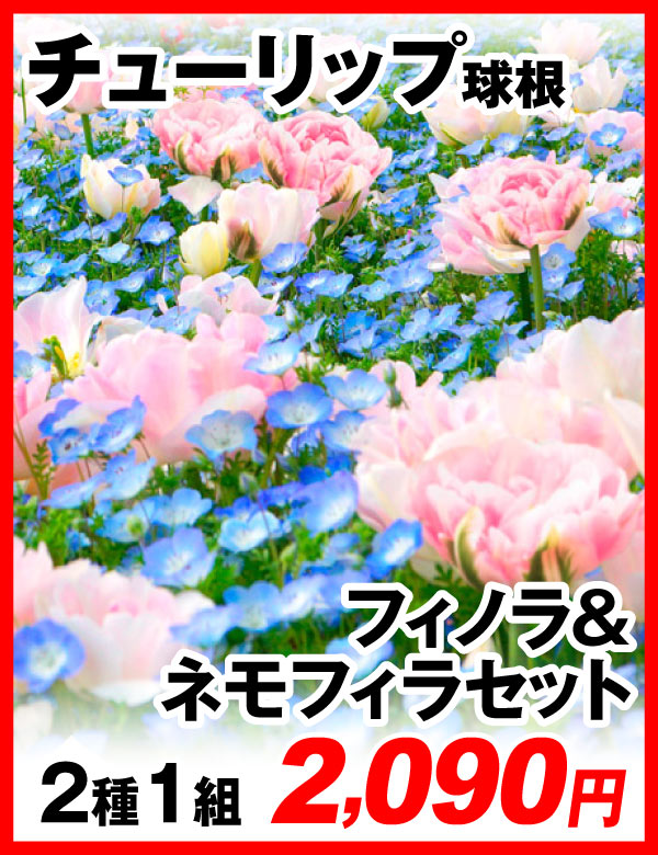 フィノラ＆ネモフィラセット