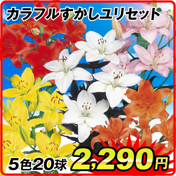 カラフルすかしユリ