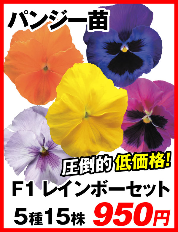パンジーレインボーセット