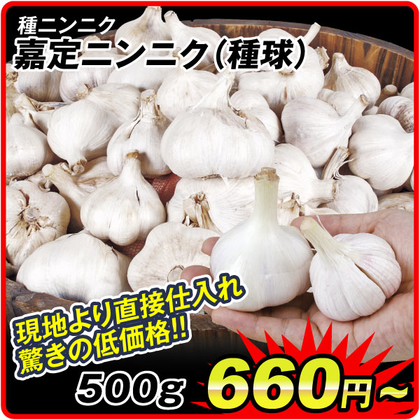 嘉定ニンニク種球