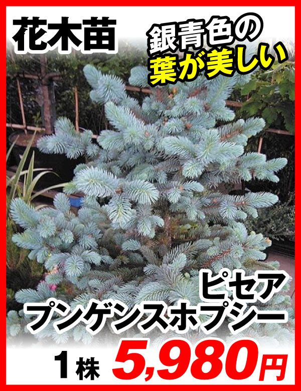 ピセアホプシー