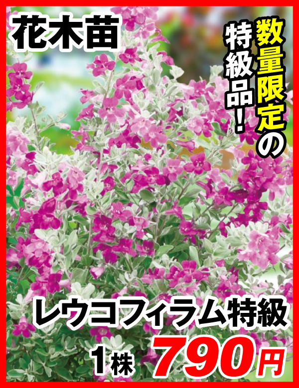 レウコフィラム特級