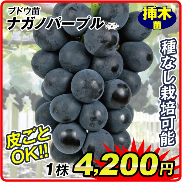 ナガノパープル