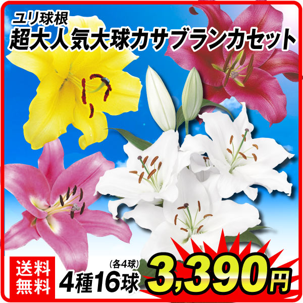 超大人気大球カサブランカ