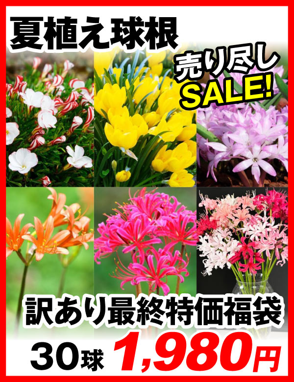 夏植え球根福袋