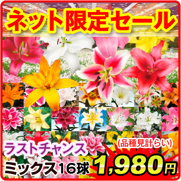 ラストチャンスミックス