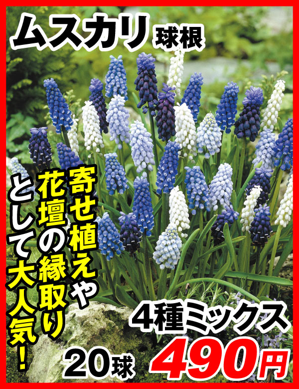 ムスカリ4種