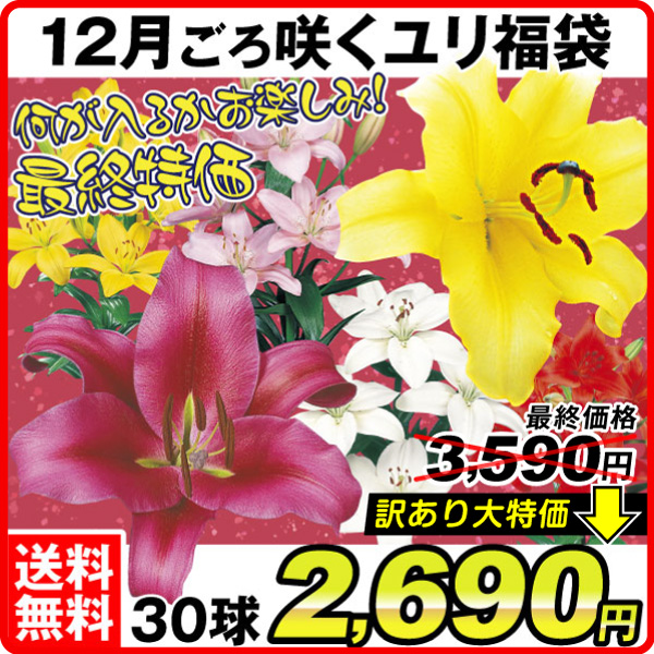 12月訳ありユリ特価