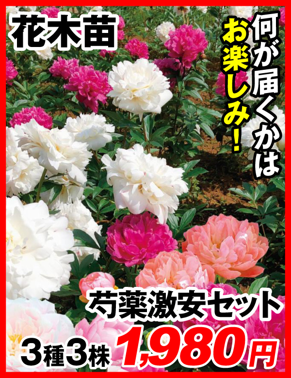 芍薬激安セット