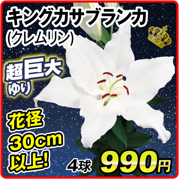 キングカサブランカ