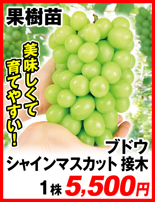 シャインマスカット