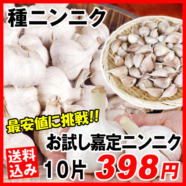 種ニンニク