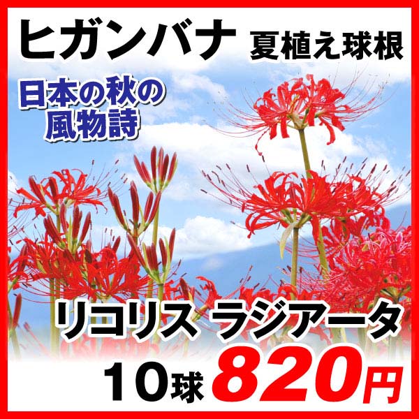 ヒガンバナ