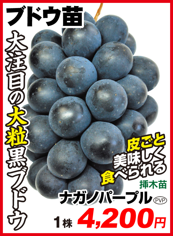 ナガノパープル