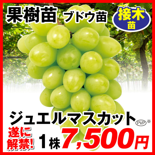 ジュエルマスカット