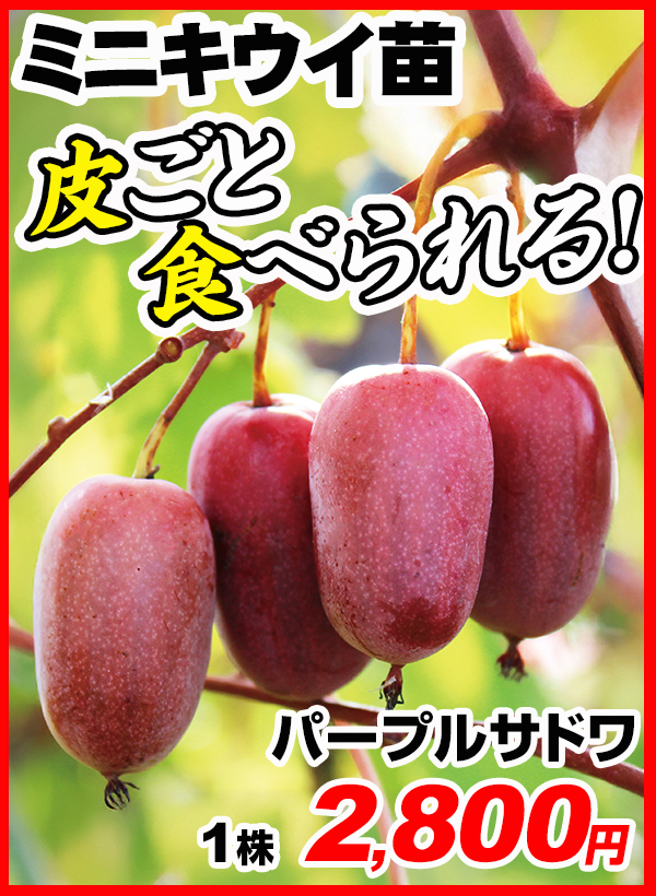 ミニキウイ