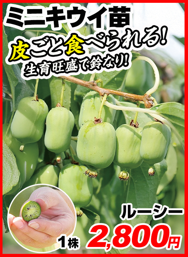 ミニキウイ