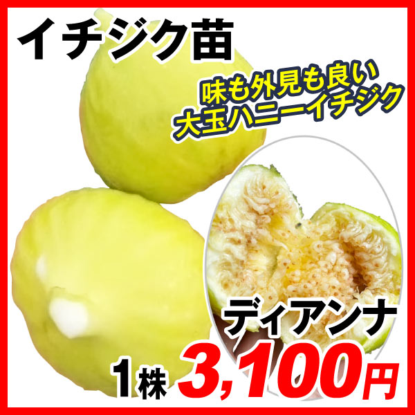 イチジク