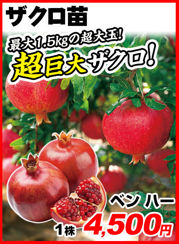 ザクロ