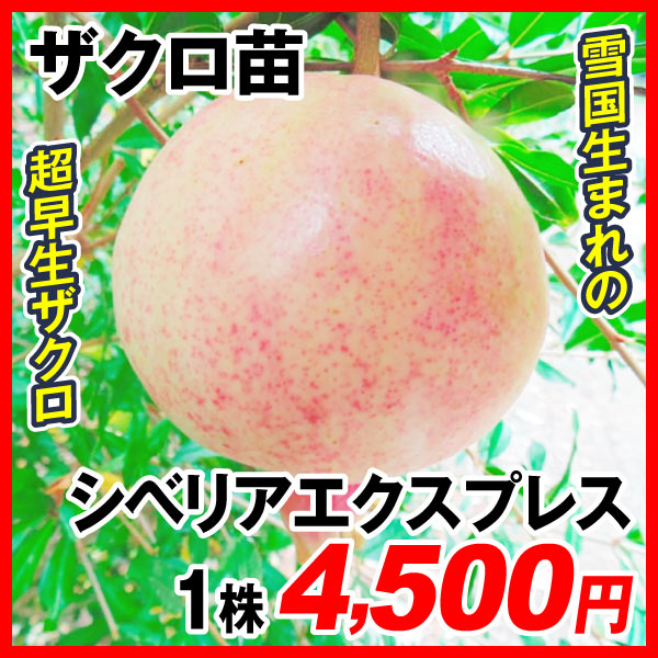 ザクロ