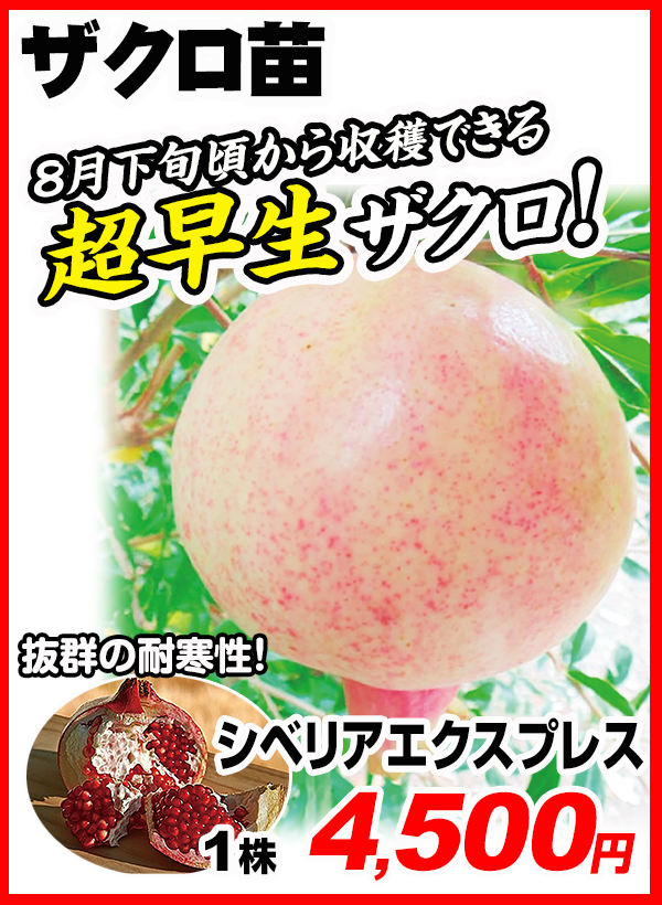 ザクロ
