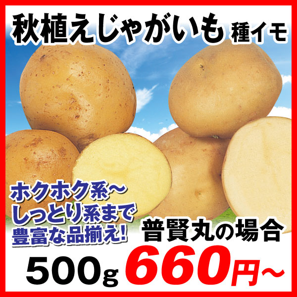 秋ジャガ