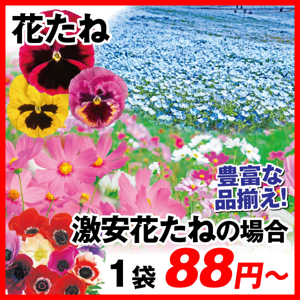 花たね