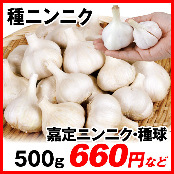 種ニンニク