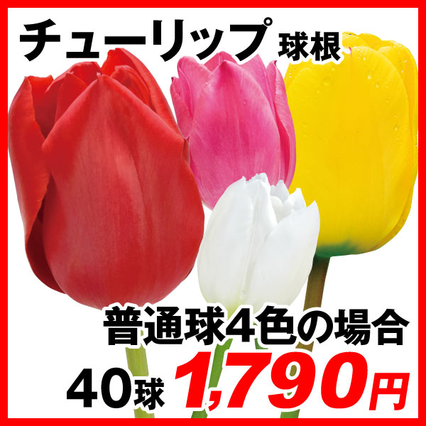 チューリップ