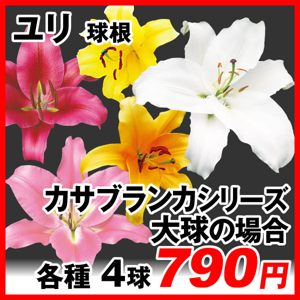 ユリ球根