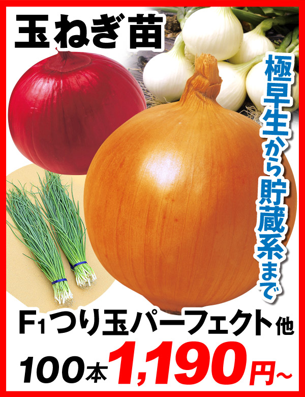 玉ねぎ苗カテ