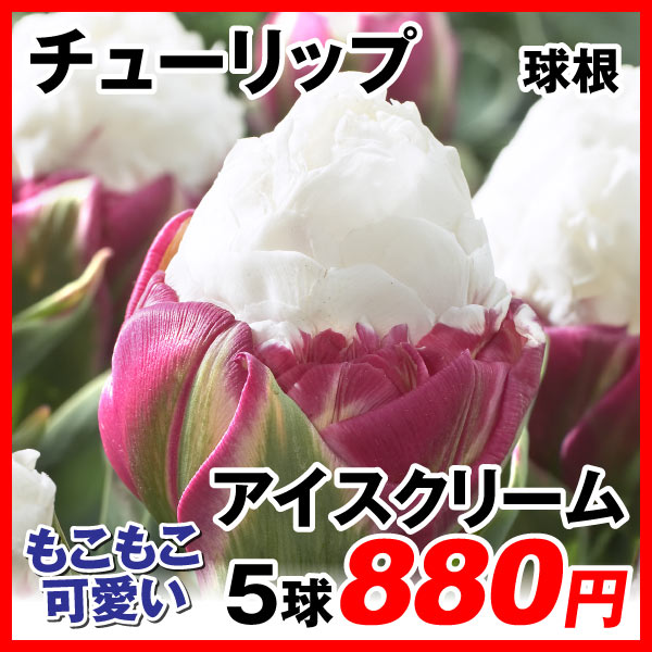 緑肥作物