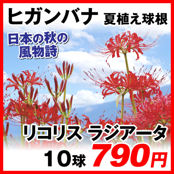 緑肥作物