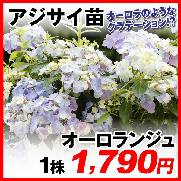 緑肥作物