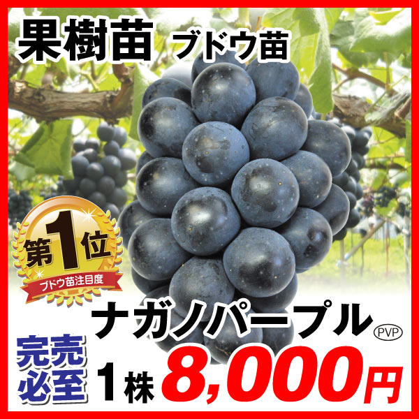 ナガノパープル