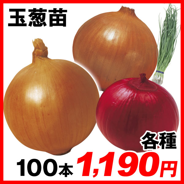 緑肥作物
