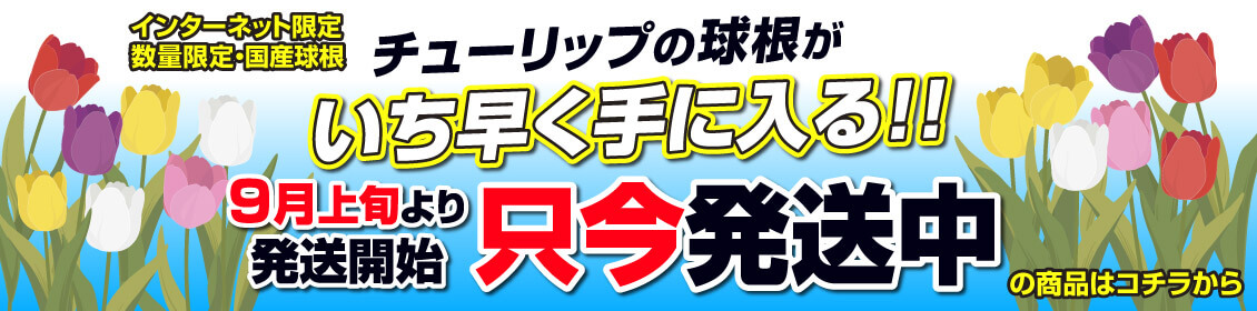宮崎産チューリップ
