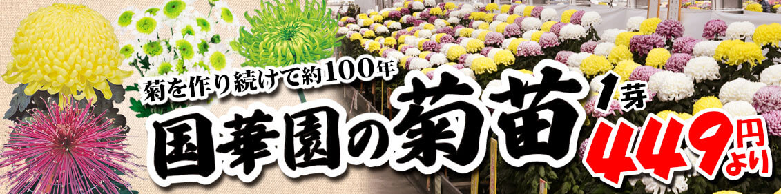 菊苗