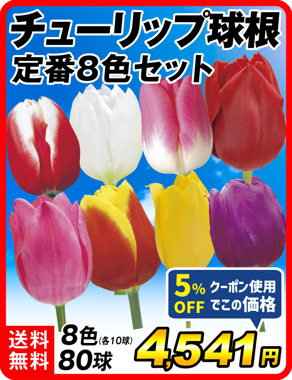 チューリップ