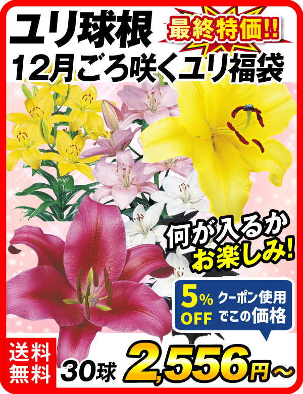 12月咲訳ありユリ