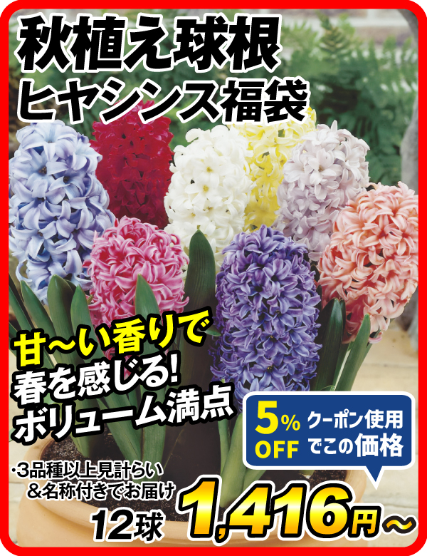ヒヤシンス