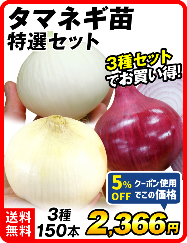玉葱苗特選セット