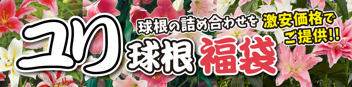 ユリ福袋